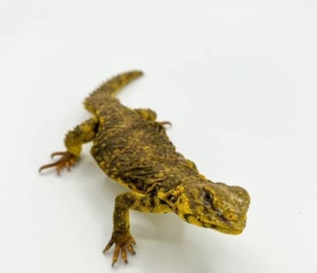 Yellow niger uromastyx for sale