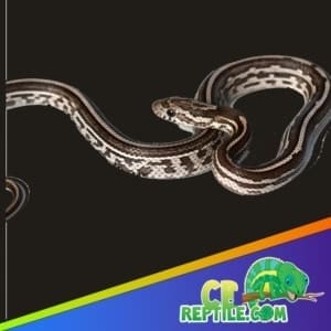 Curated visual reference: Gallery Detail: Cornsnake Habitat Construction How To Build A Corn Snake Habitat