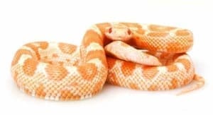 Albino corn snake