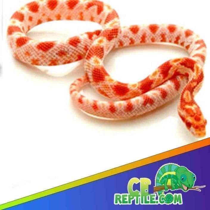 albino corn snake price Archives CB Reptile Geckos for sale