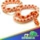 albino corn snake for sale