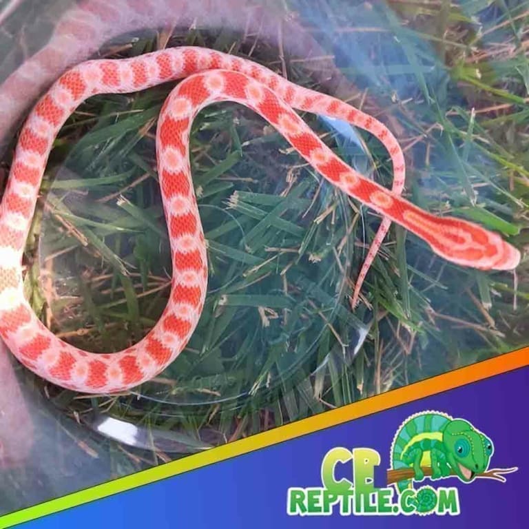 How To Keep Your Pet Corn Snake Fed photo