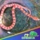 Amelanistic corn snake for sale