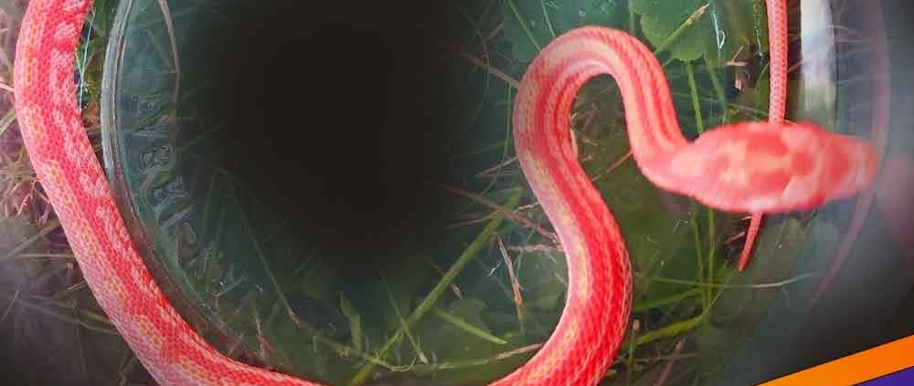 amelanistic tessera corn snake for sale