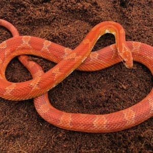 blood red corn snake