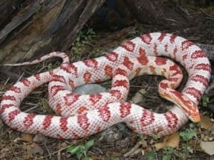 candy cane corn snake