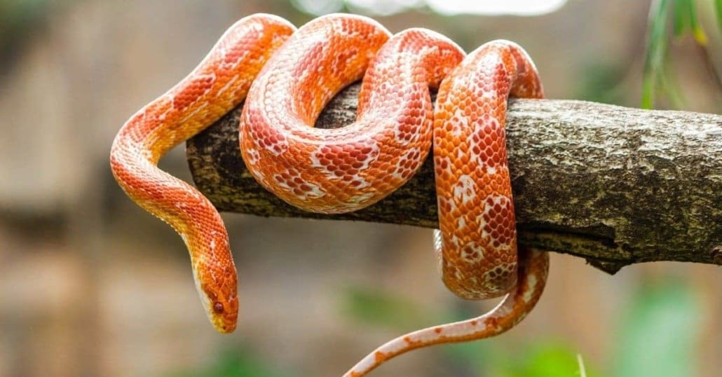 corn snake care guide