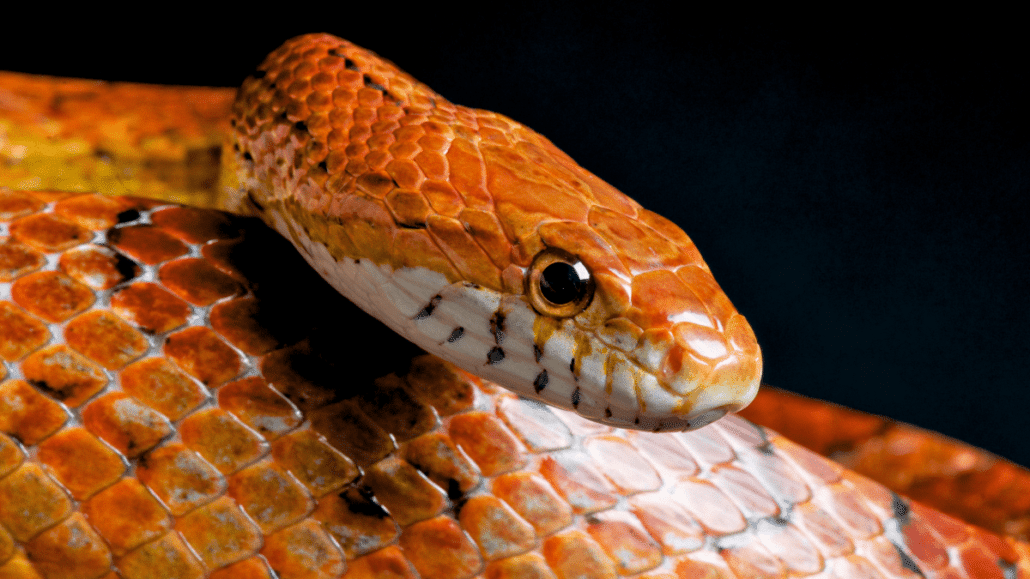 corn snake shedding