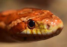 corn snake colors