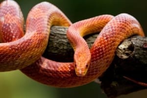 Corn snake for sale