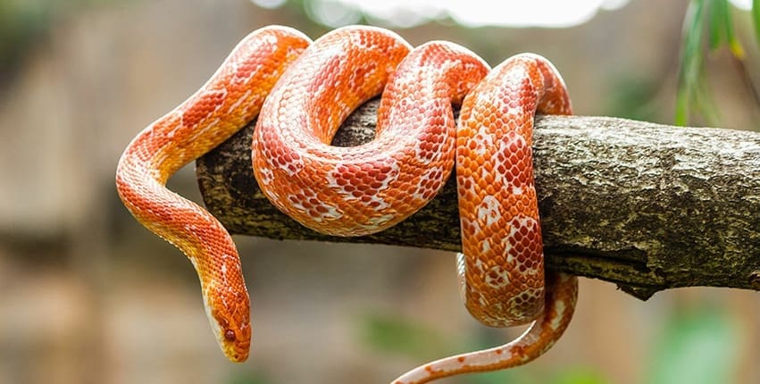 Corn snake for sale