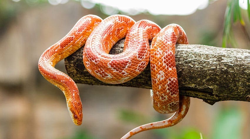 Corn snake for sale