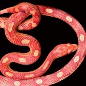 corn snake morphs