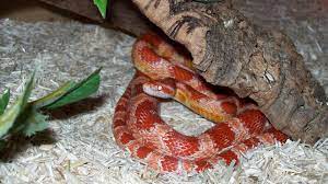 cornsnake for sale