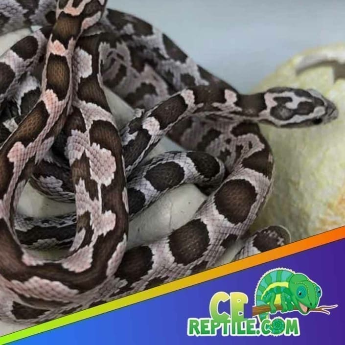 Ghost Corn Snake for sale Ghost Corn snakes for sale best prices