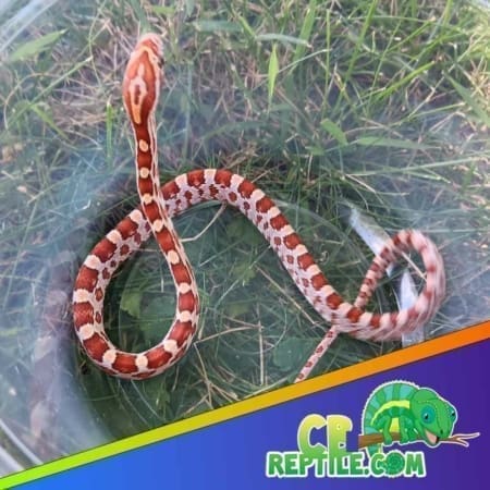 hypo corn snake