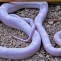 Lavender Corn Snake