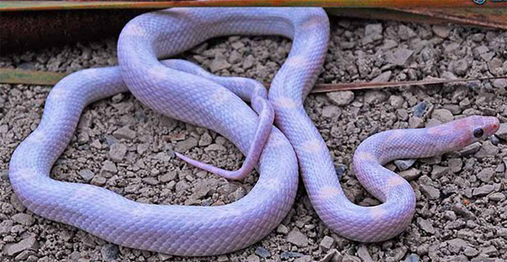 Lavender Corn Snake