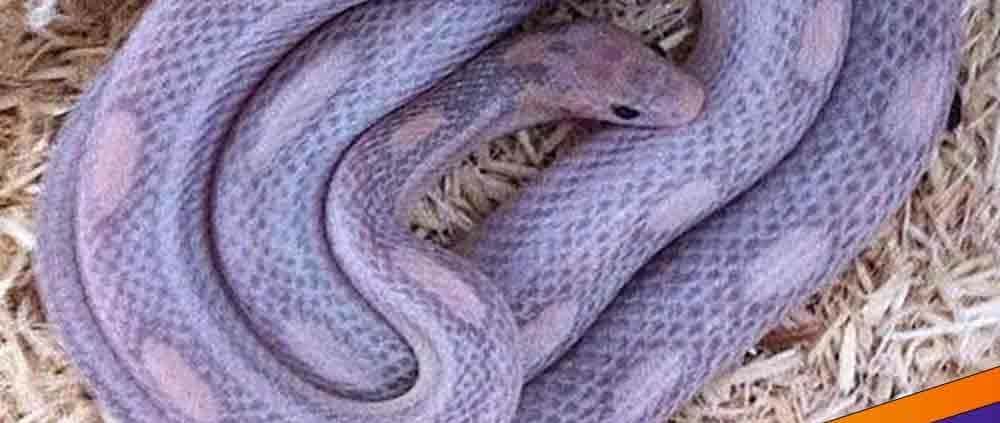 corn snake diet and nutrition