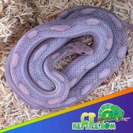 lavender corn snake for sale