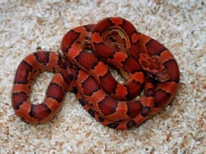 Okeetee corn snake for sale