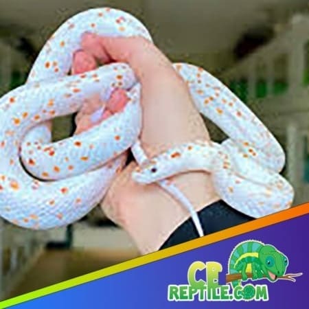 palmetto corn snake for sale