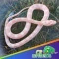 snow corn snake