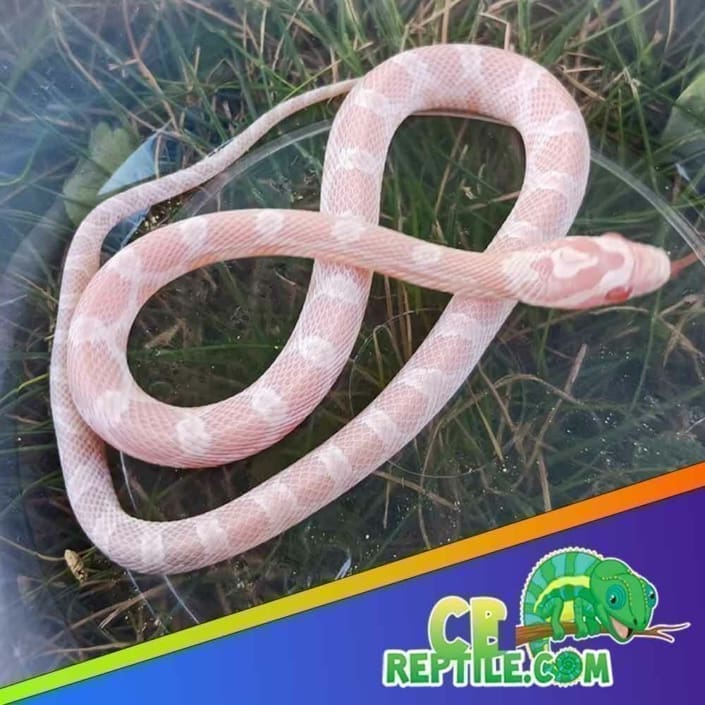 Photo inspiration: Corn Snake Diet And Nutrition What To Feed A Baby Photo Inspiration