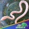 snow corn snake for sale