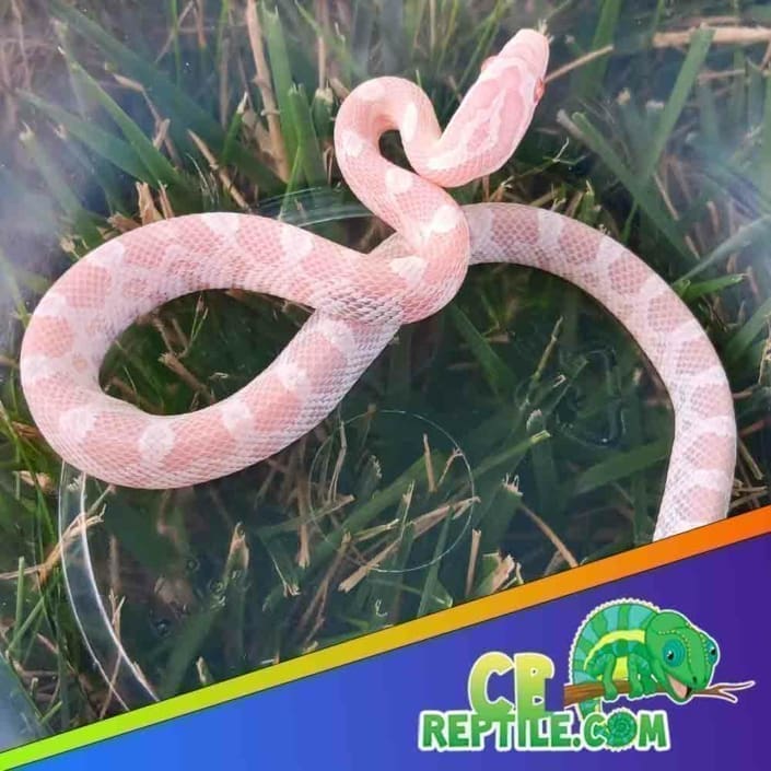 Snow Corn Snake for sale Snow Corn snakes for sale near me