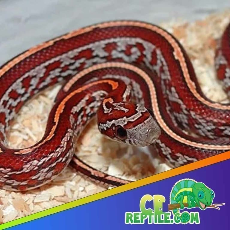 Image showcasing Corn snake diet and nutrition | what to feed a baby cornsnake?