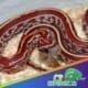 tessera corn snake for sale