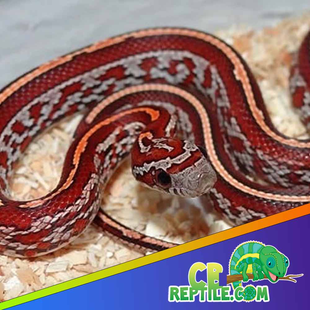 Corn Snake