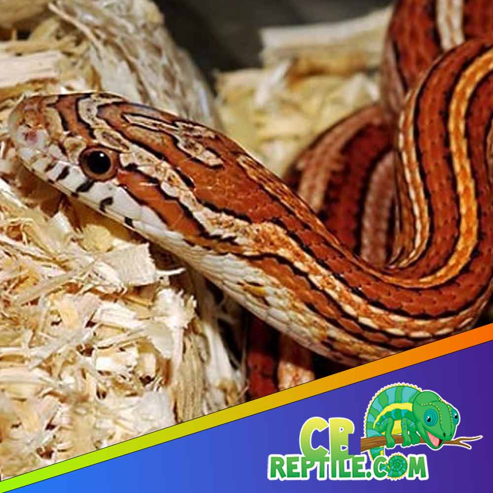 tessera corn snake