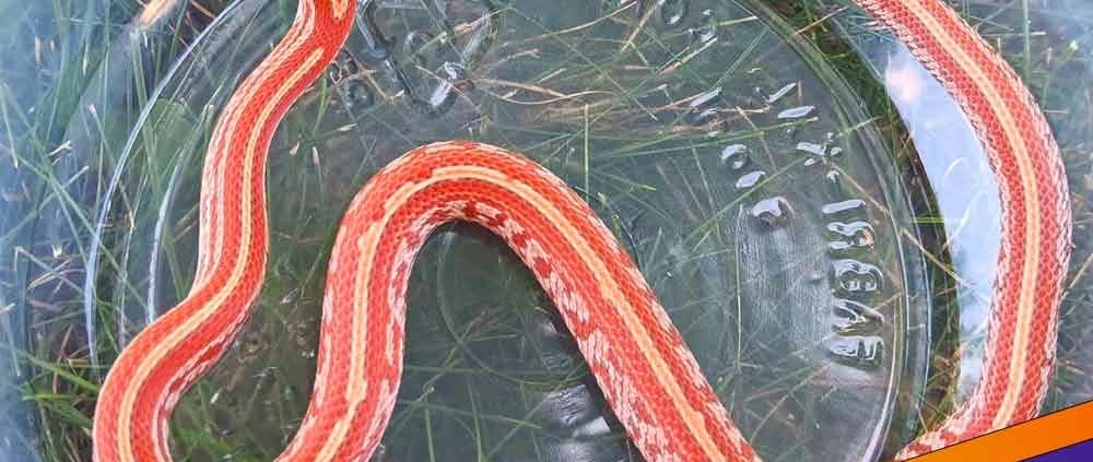 baby corn snake