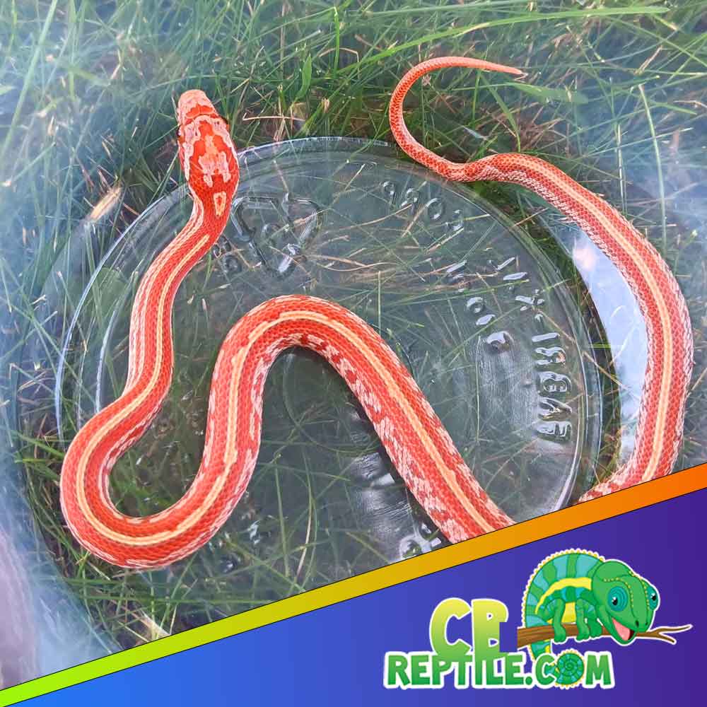 corn snake size