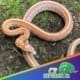 Ultramel Tessera corn snake