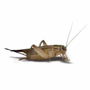 small feeder crickets