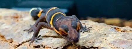 chinese cave gecko