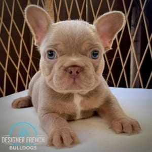 Isabella Frenchie