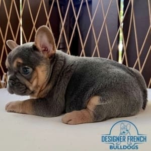 mini Frenchies for sale