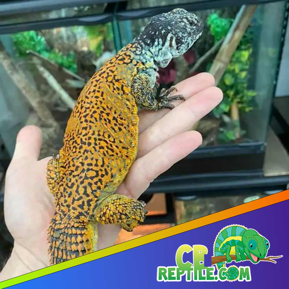 Moroccan Uromastyx price