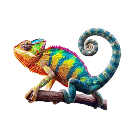 Pet Chameleons pet Chameleon for sale
