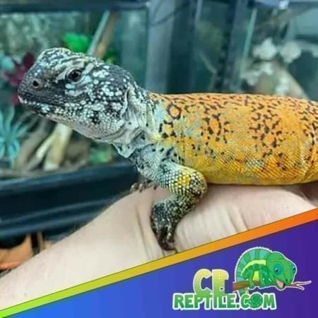 Moroccan Uromastyx for sale