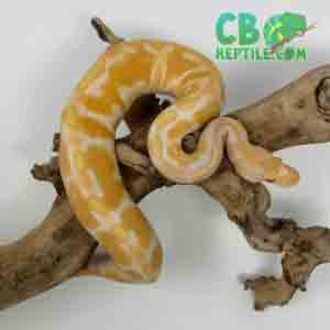ball python for sale