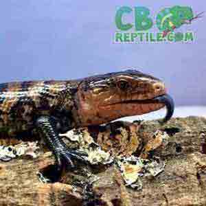 skinks for sale