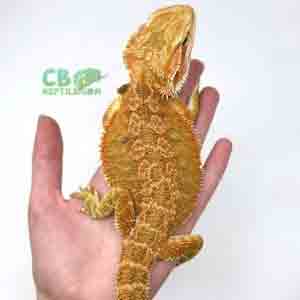 bearded dragon for sale