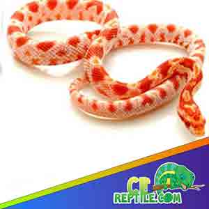 corn snake for sale