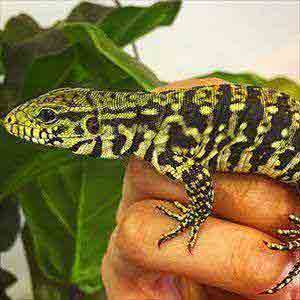 argentine tegu for sale
