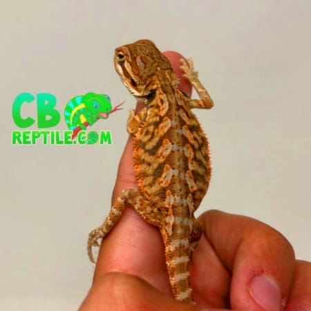 baby inferno bearded dragon